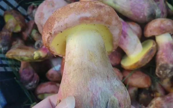 黄赖头