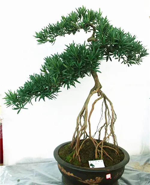 老人的作品｜园林网