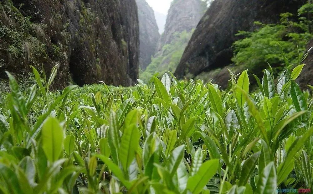 一省一茶，省级名茶大盘点