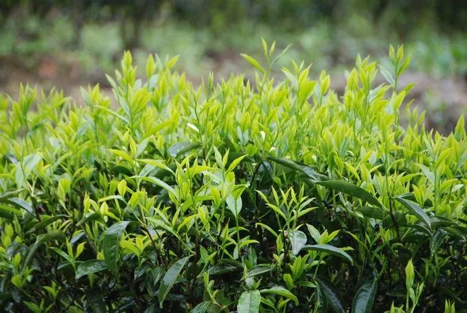 一省一茶，省级名茶大盘点