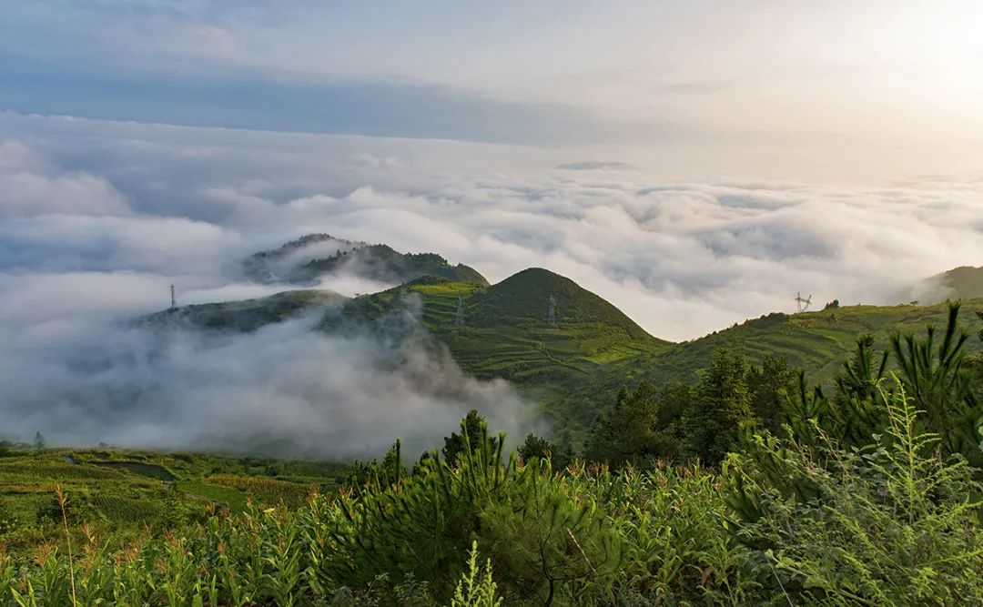 一省一茶，省级名茶大盘点