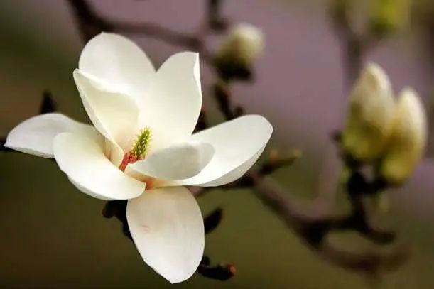 鲜花