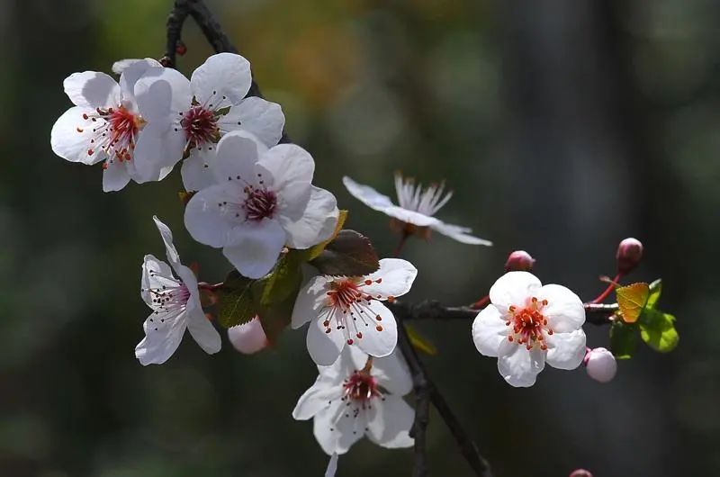 棠梨花
