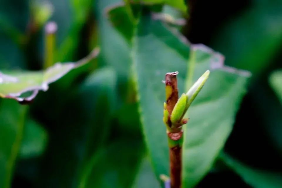 从茶名到名茶，雀舌究竟有何能耐？