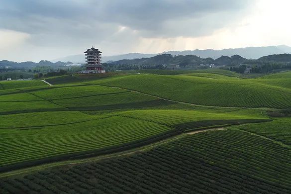 从茶名到名茶，雀舌究竟有何能耐？