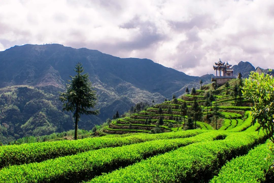 从茶名到名茶，雀舌究竟有何能耐？