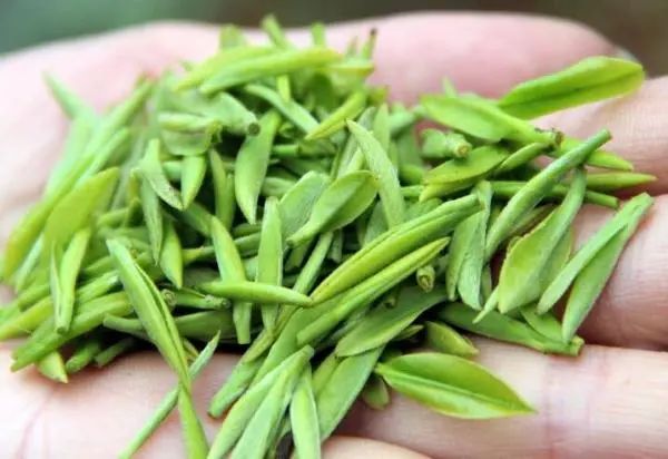 从茶名到名茶，雀舌究竟有何能耐？