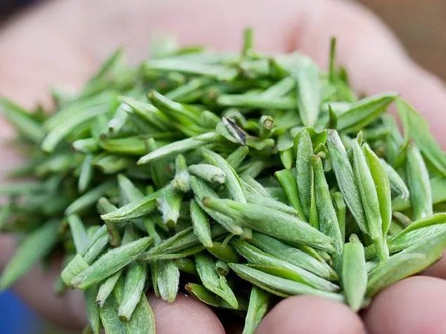 从茶名到名茶，雀舌究竟有何能耐？