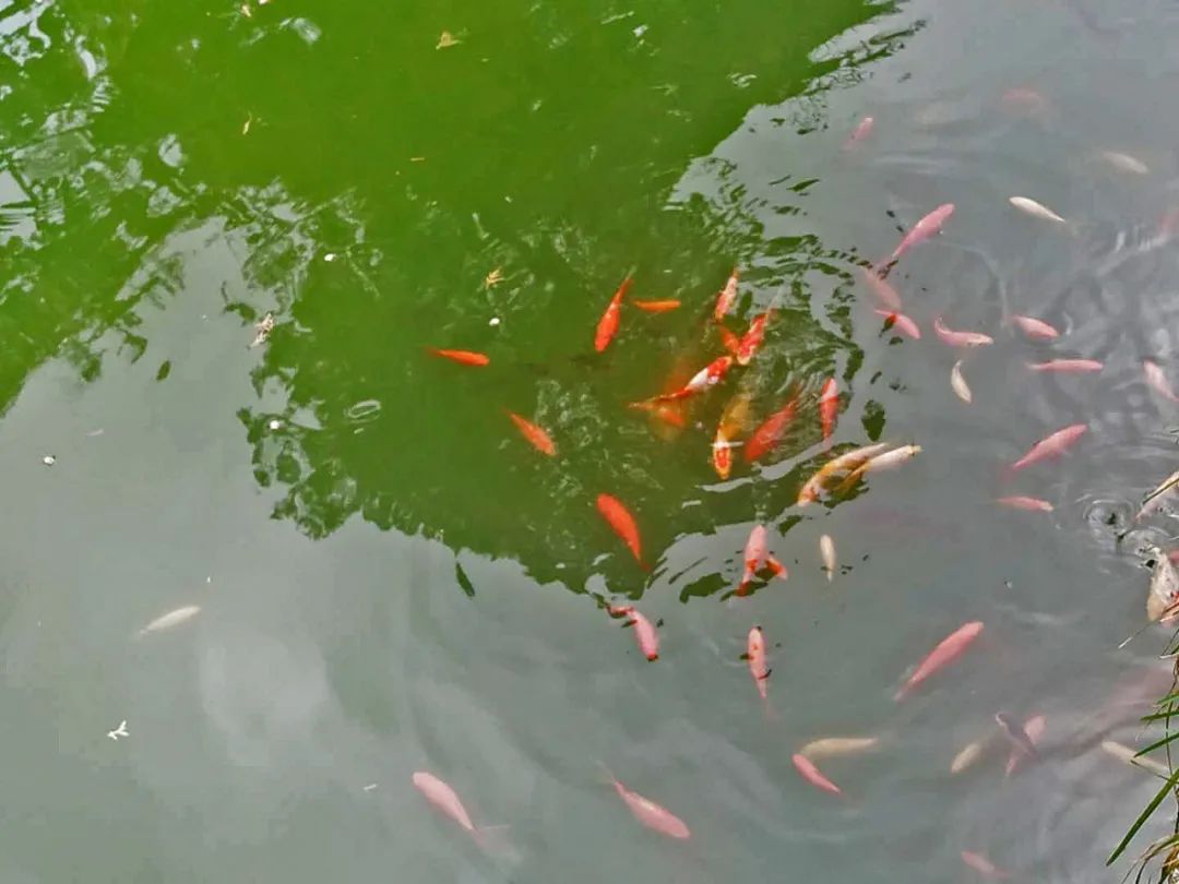锦鲤