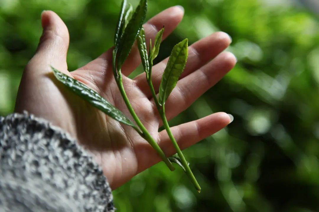 这颗产出天价茶的茶树有300多年历史的野生茶树