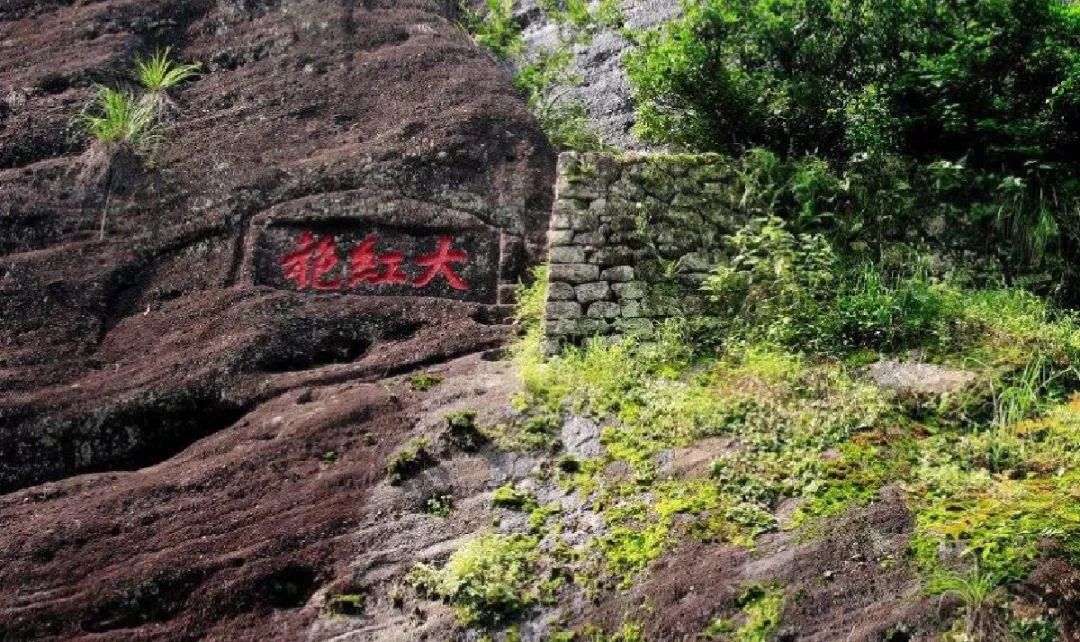 生长在武夷山九龙窠景区的大红袍母树有三棵六株