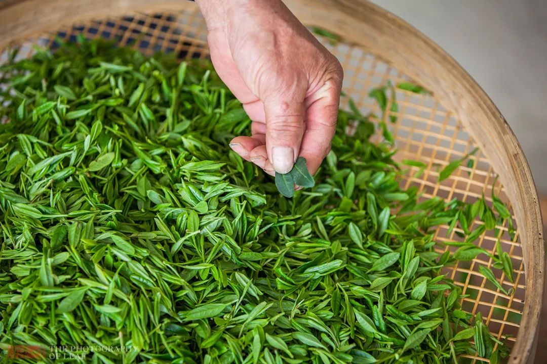 「御前八棵」以外的明前特级龙井茶，在2014年已飙升到10万/公斤以上。