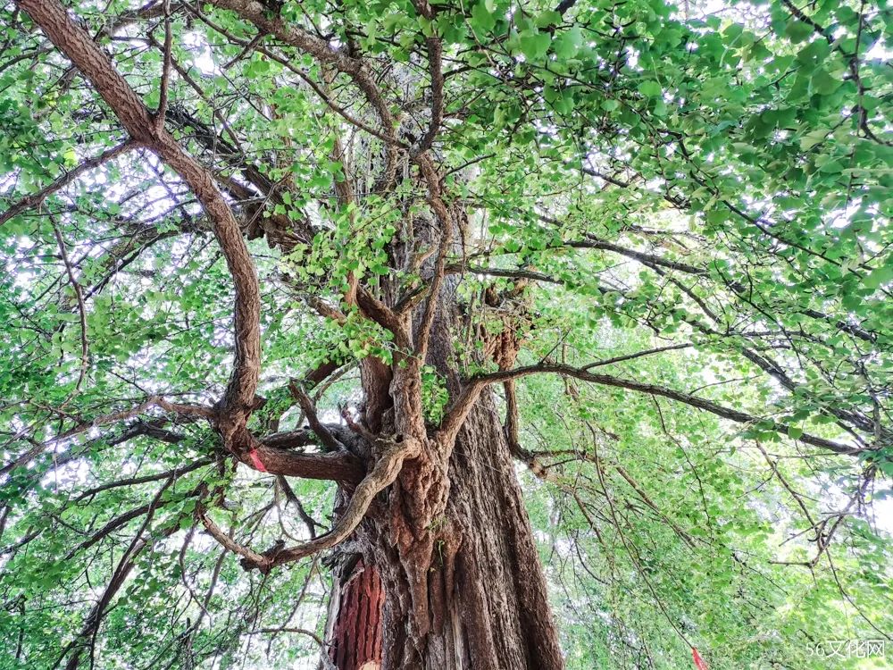 600年银杏树