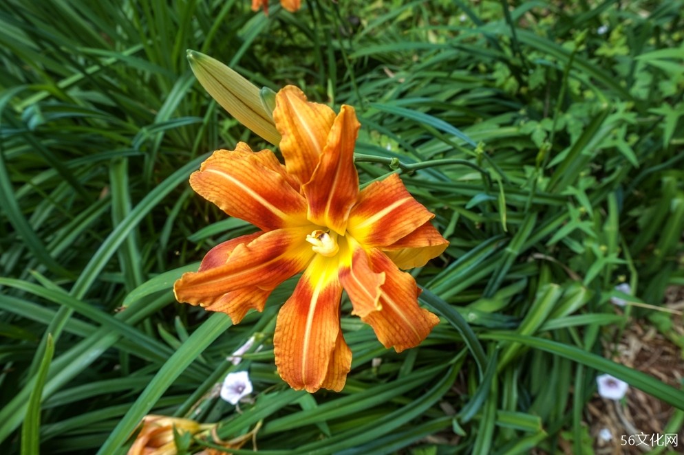 昆明植物园 昆明植物园