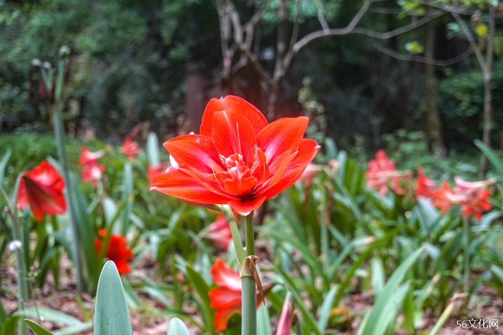 昆明植物园 昆明植物园