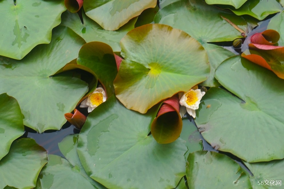 水中荷花 水中荷花