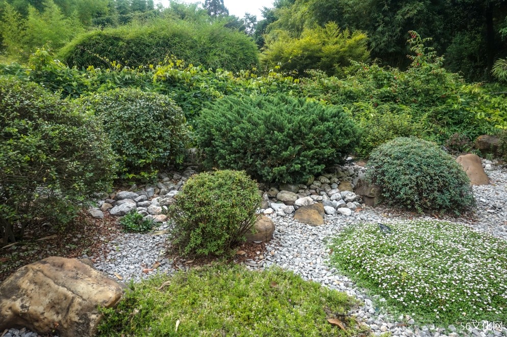 石灰岩生境 石灰岩生境