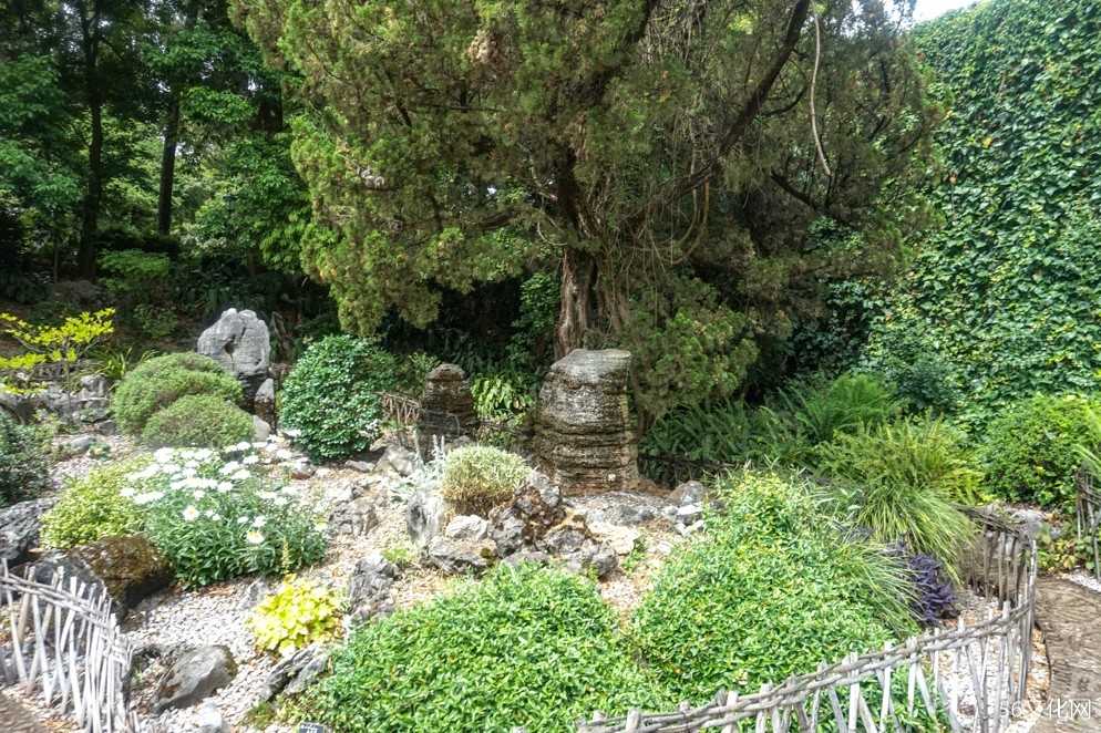 岩石园植物 岩石园植物