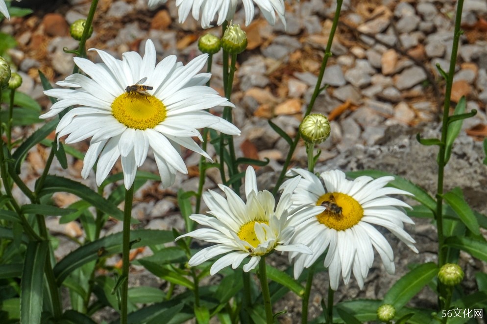 蜜蜂采蜜 蜜蜂采蜜