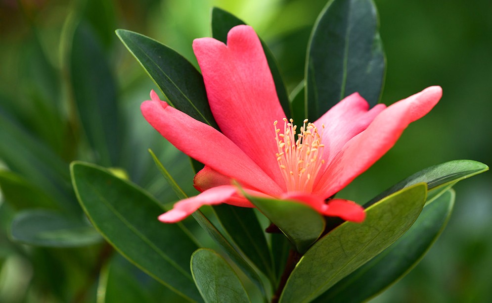 杜鹃山茶花 杜鹃山茶花