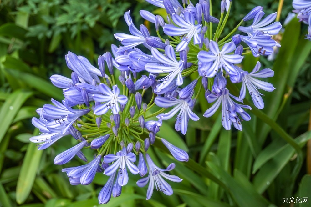 昆明植物园 昆明植物园