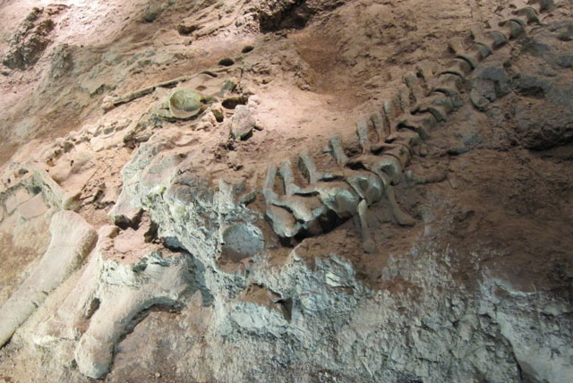 恐龙化石 恐龙化石