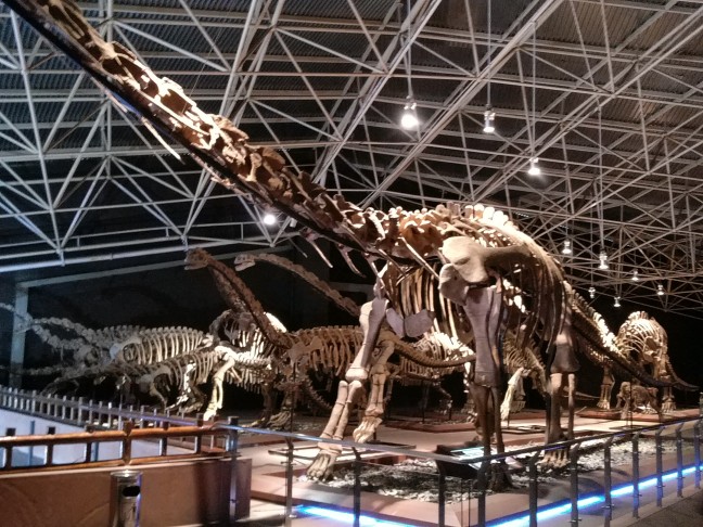 恐龙化石 恐龙化石