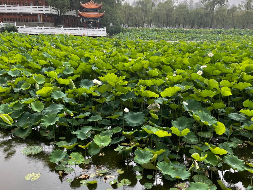 翠湖荷花