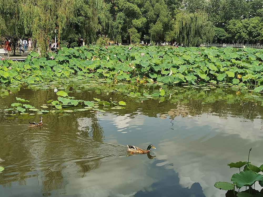 翠湖荷花风景