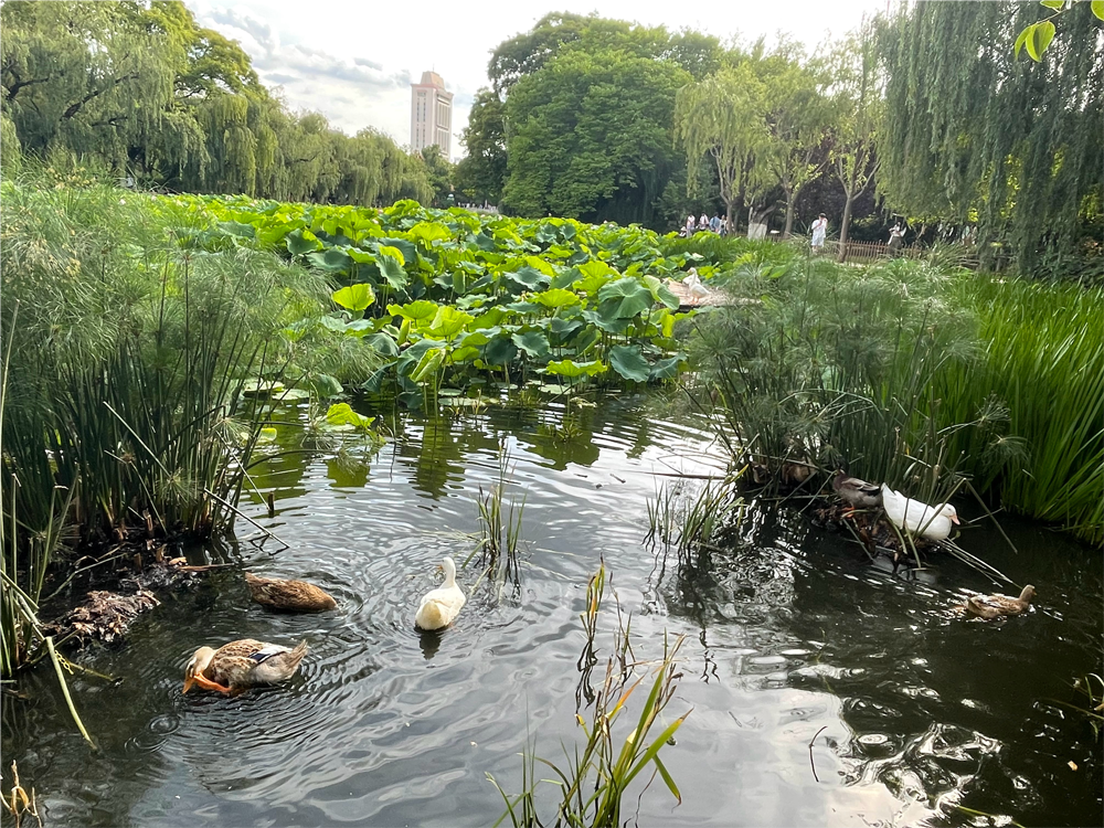 翠湖风景