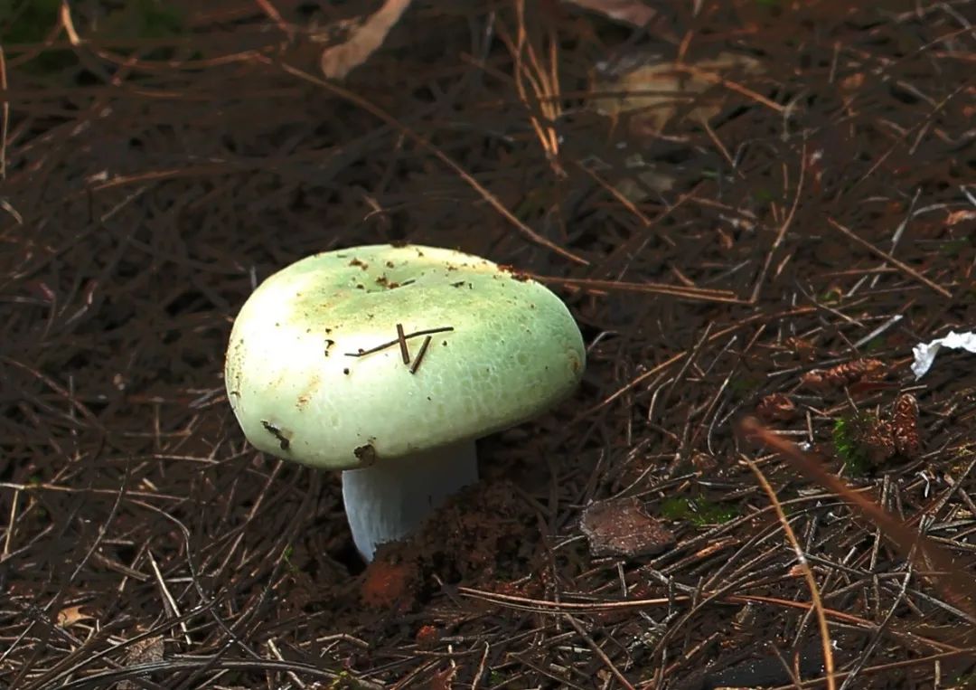 野生菌