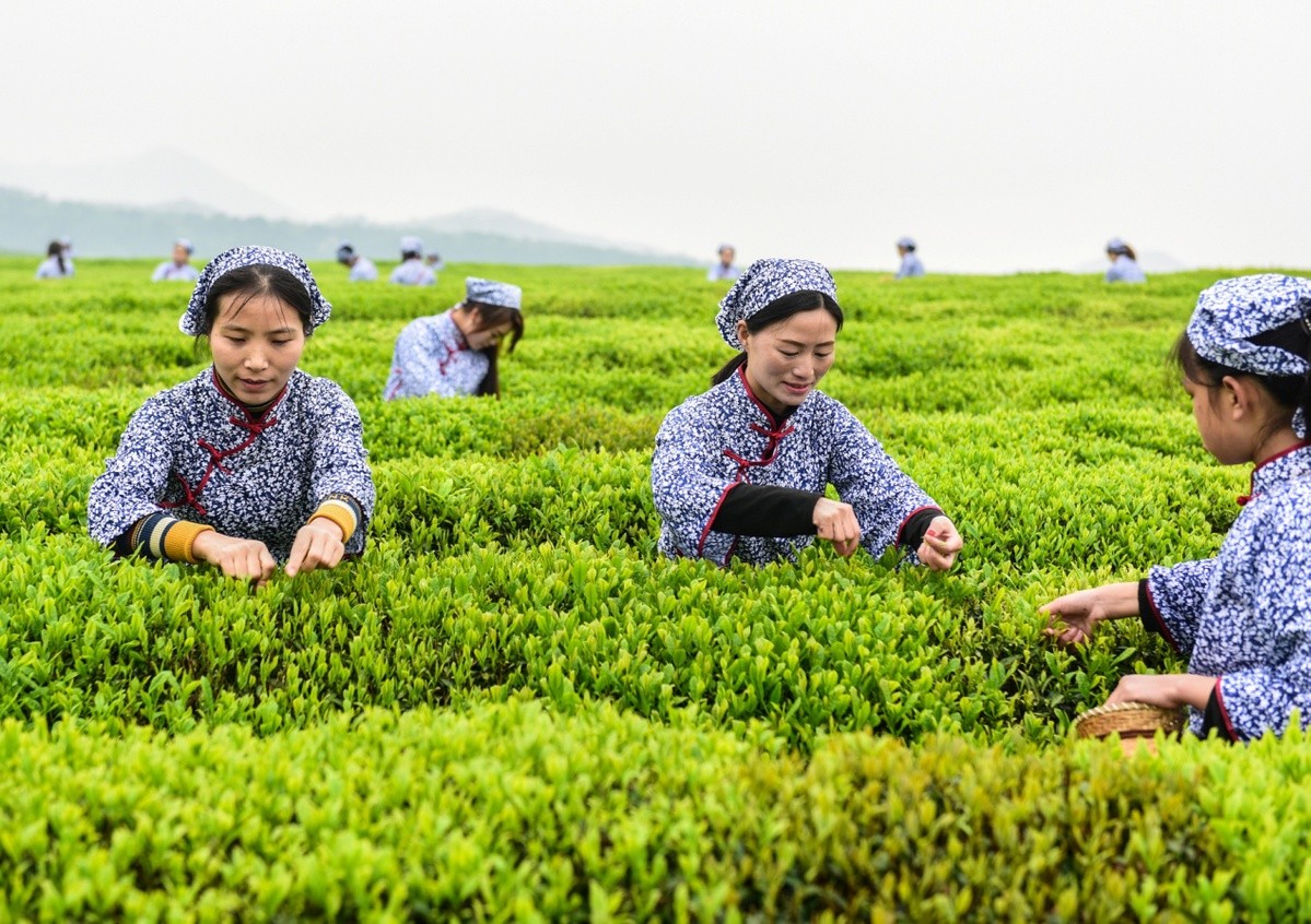 茶农采茶