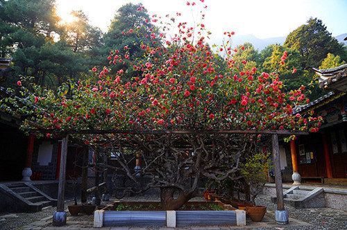 万朵山茶.jpg