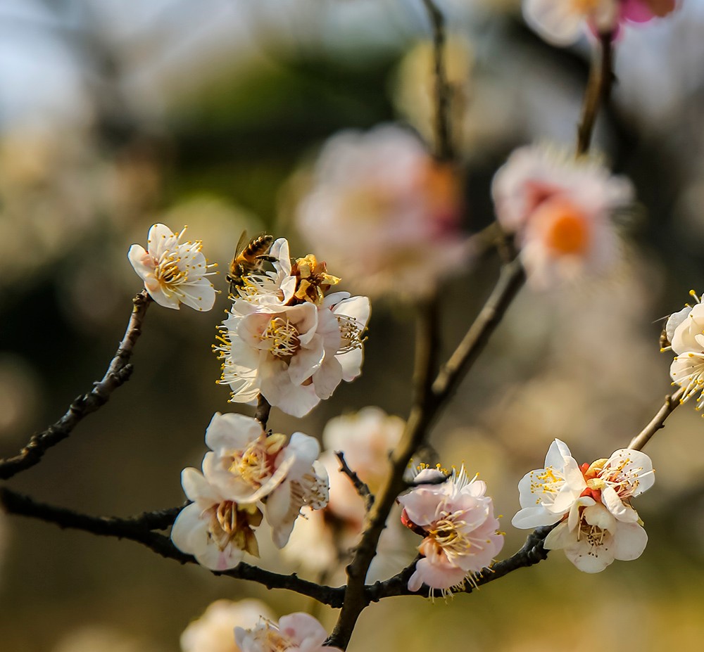 梅花