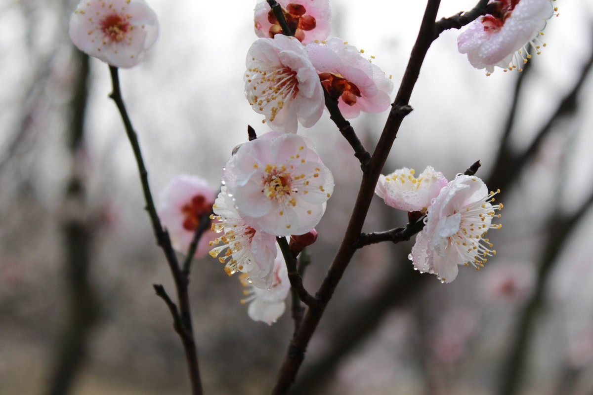 梅花