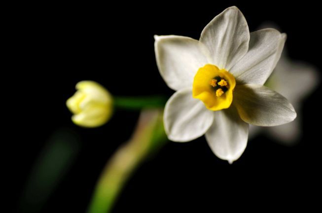 水仙花