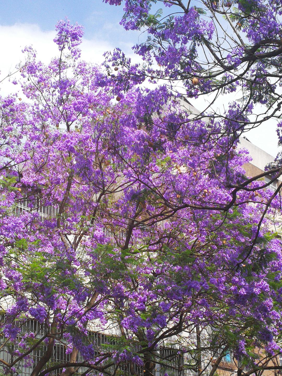 昆明蓝花楹