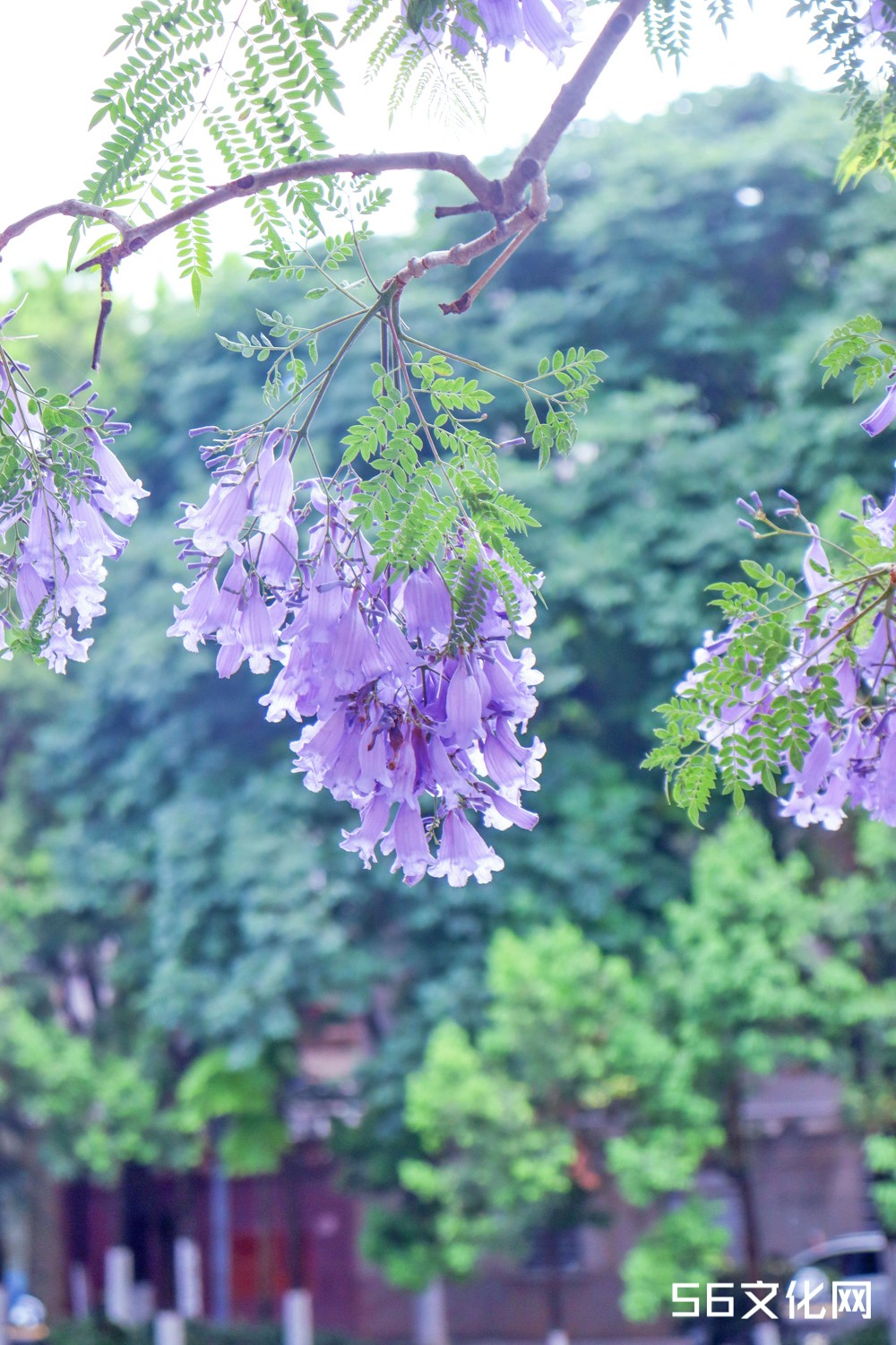 蓝花楹
