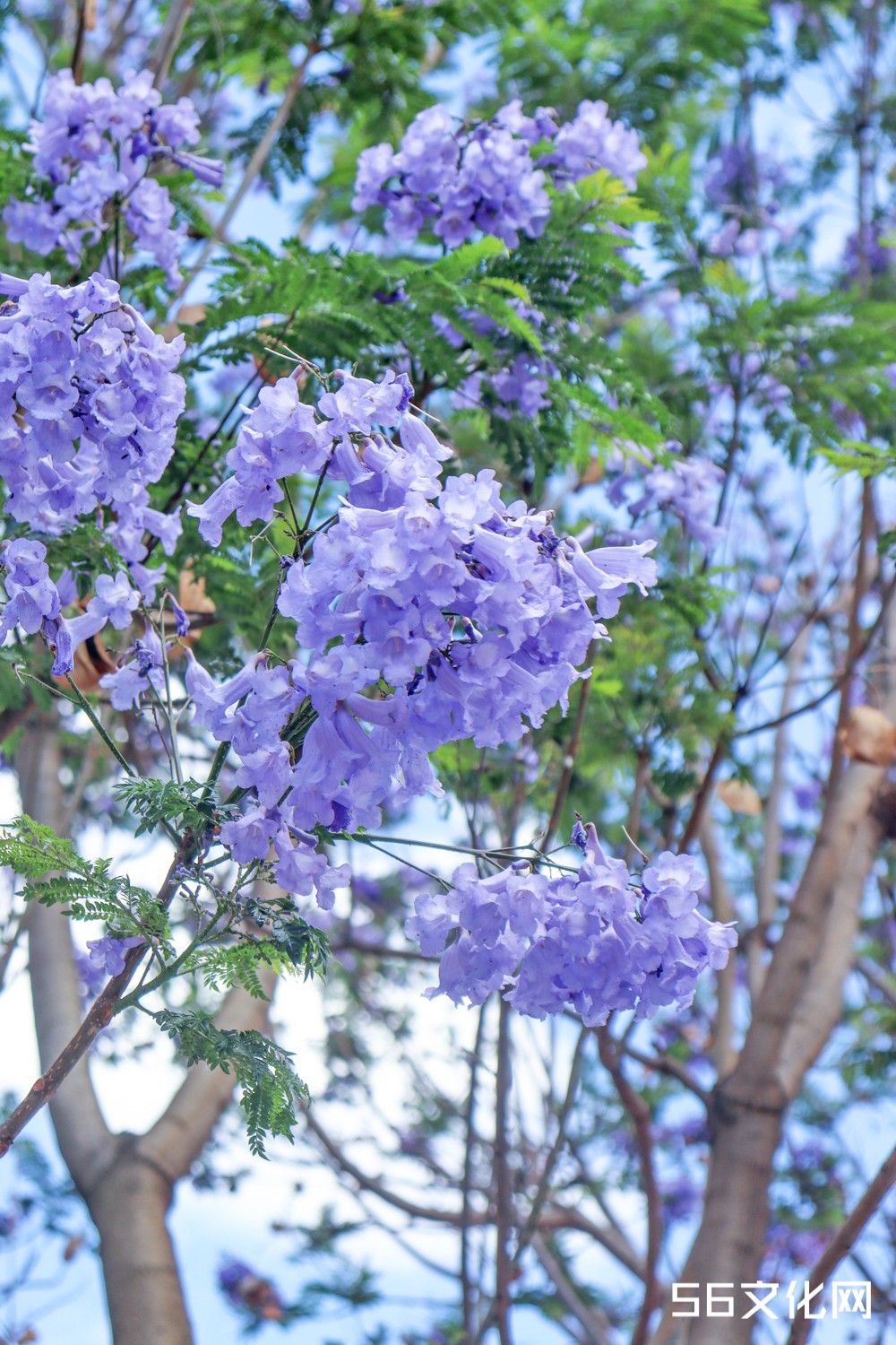 蓝花楹
