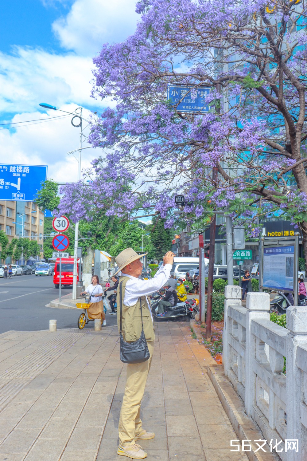 拍摄蓝花楹