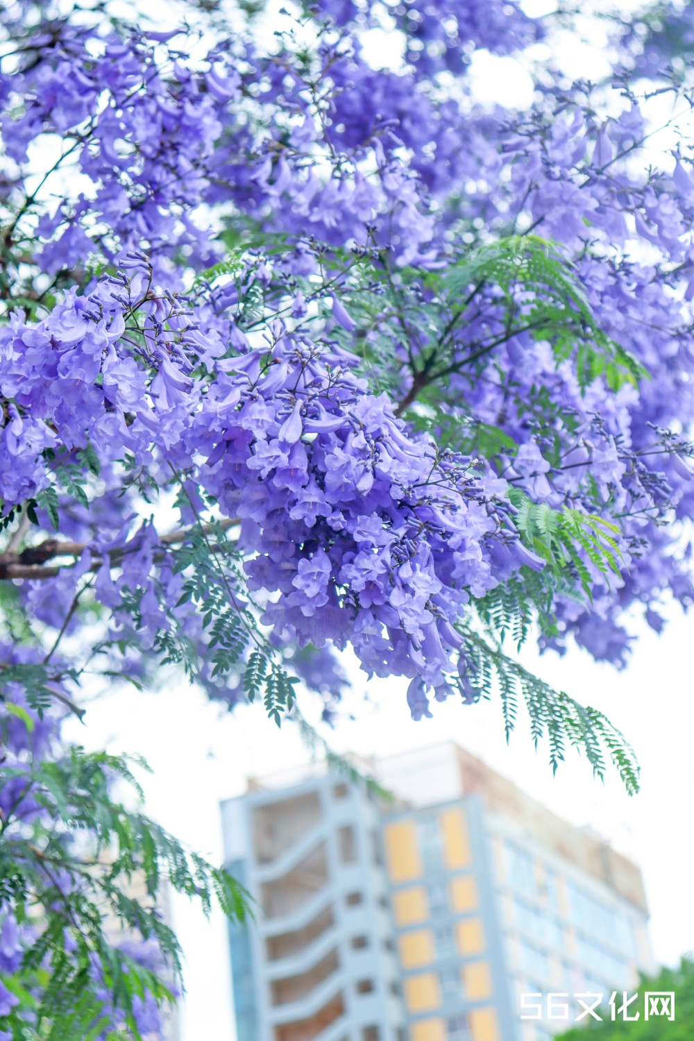 蓝花楹