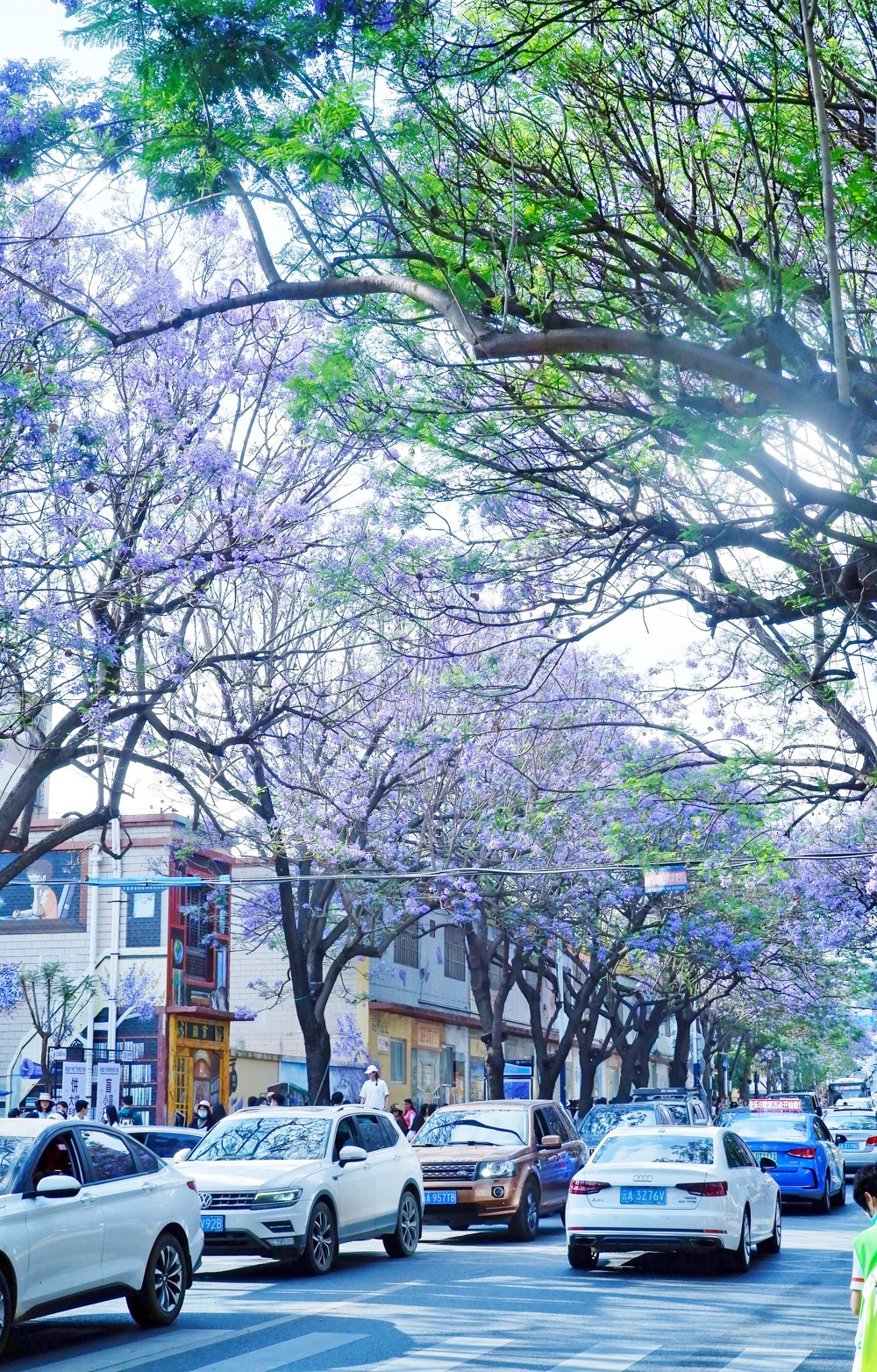 教场中路蓝花楹