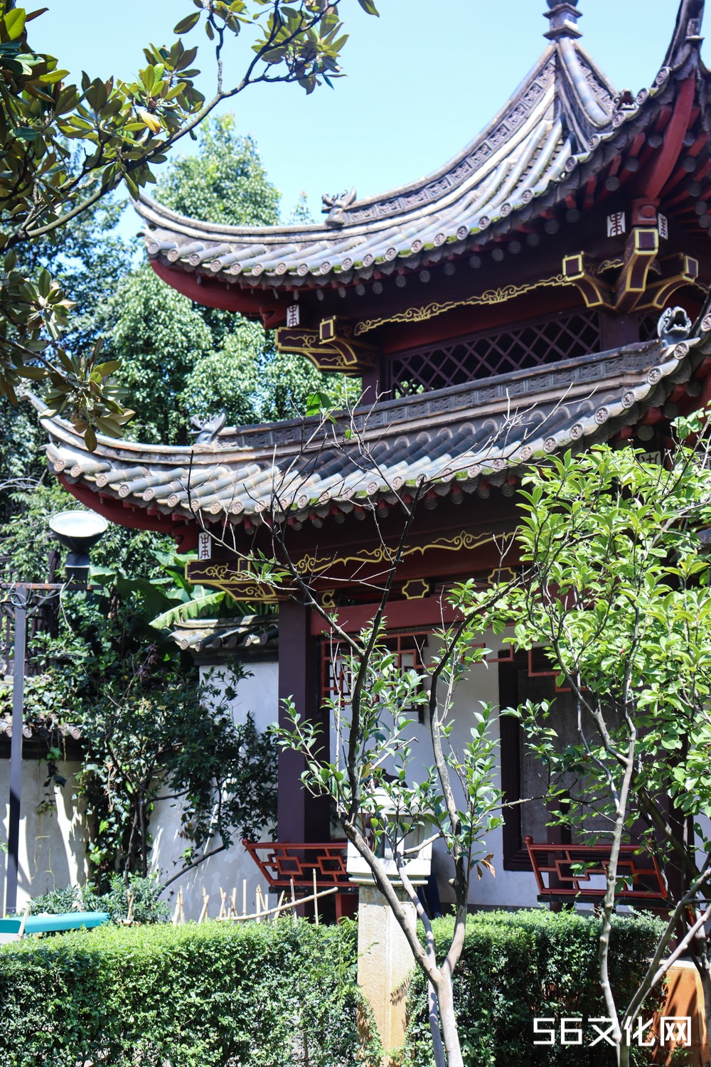 东寺塔茶花园