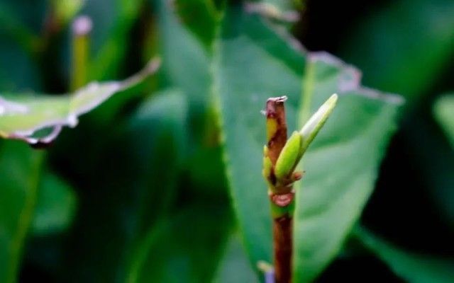 从茶名到名茶，雀舌究竟有何能耐？