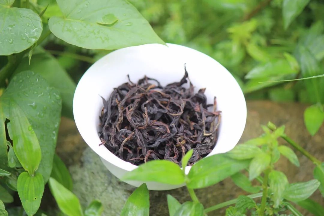 宋种1号是凤凰茶区现存最古老的一株茶树