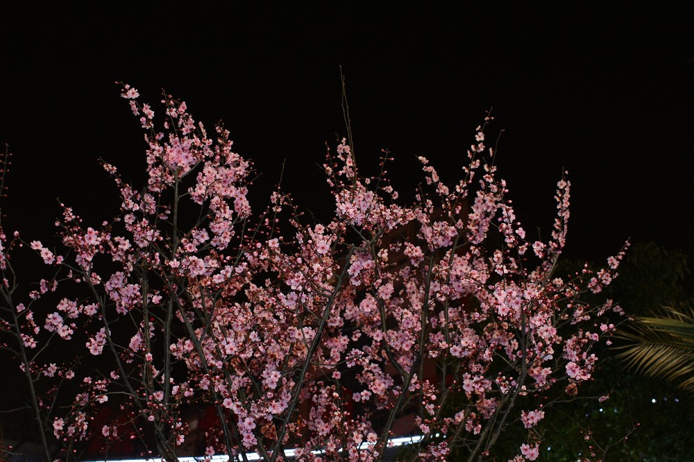 夜晚的花