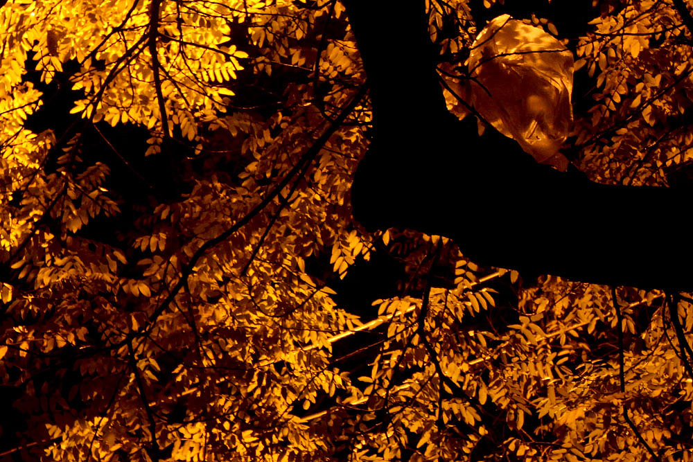 秋夜的树.jpg