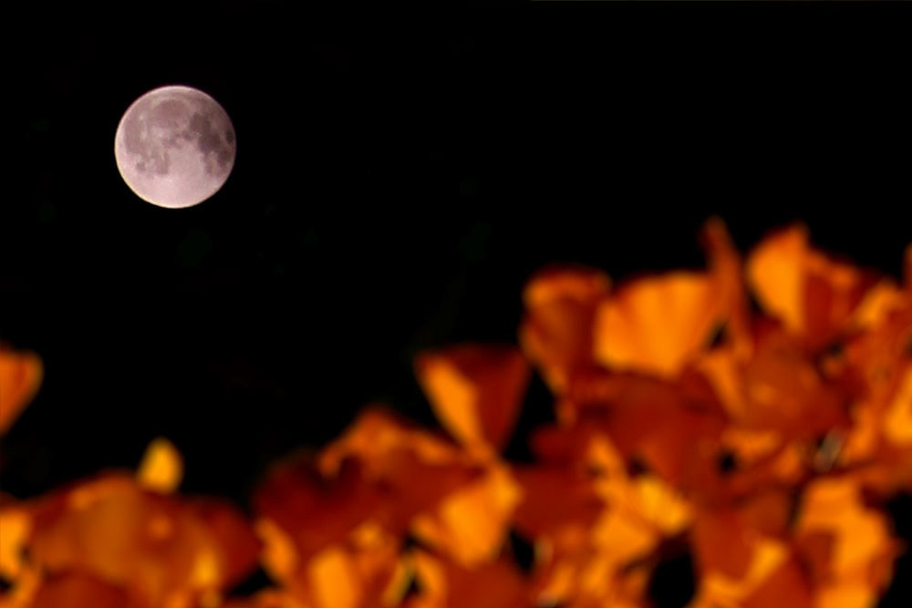 秋夜的月.jpg
