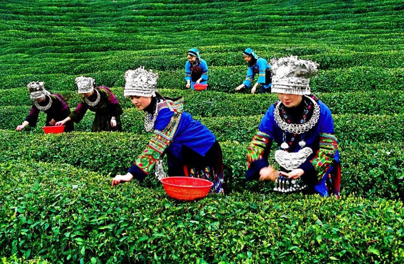 茶与云南民族