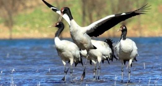 会泽黑颈鹤国家级自然保护区
